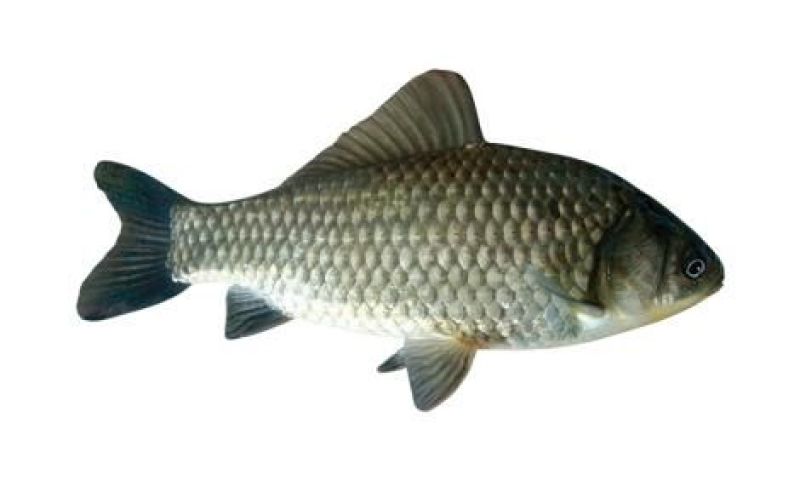 鲫鱼58两
