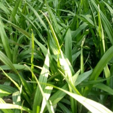 吉祥草地被植物中药材四季常青基地直发可视频看货