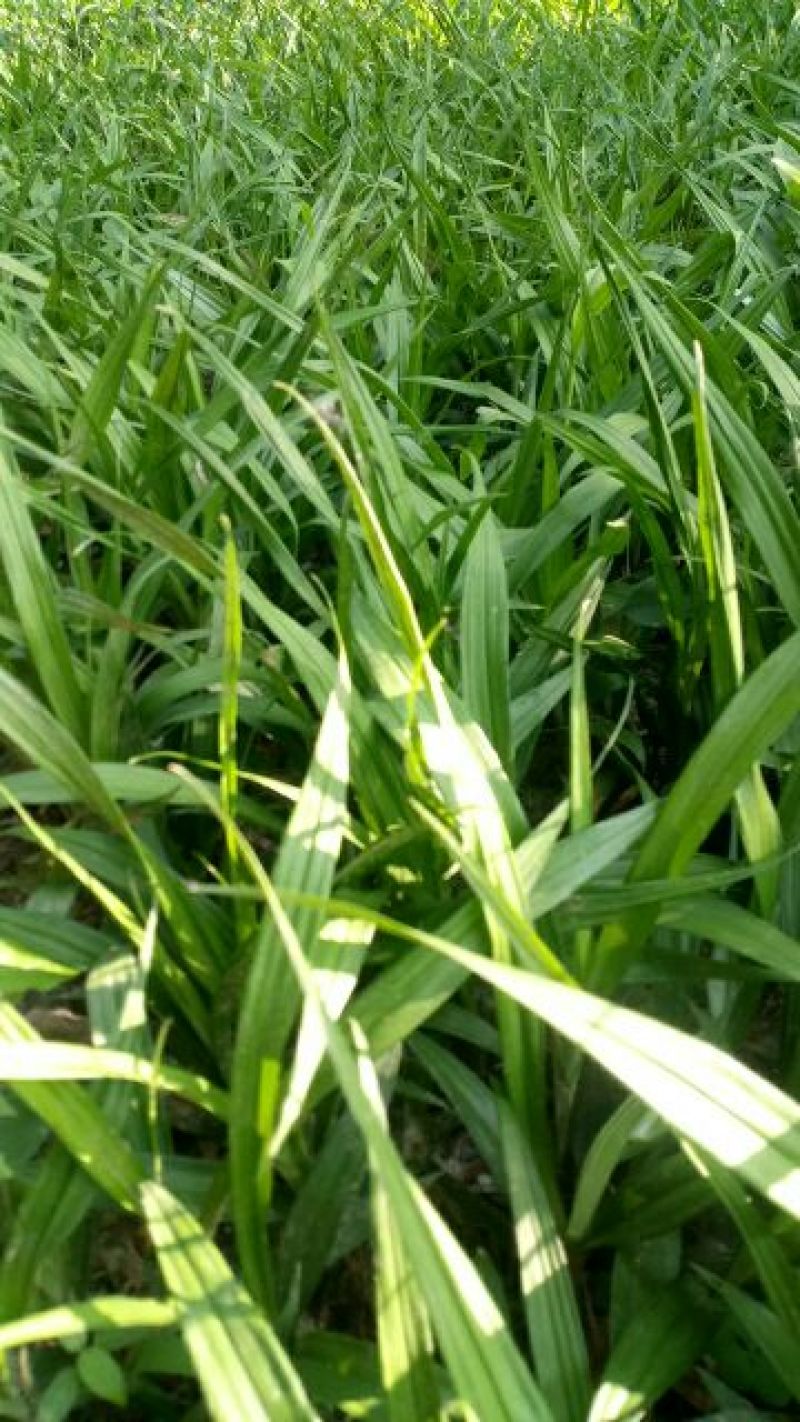 吉祥草地被植物中药材四季常青基地直发可视频看货