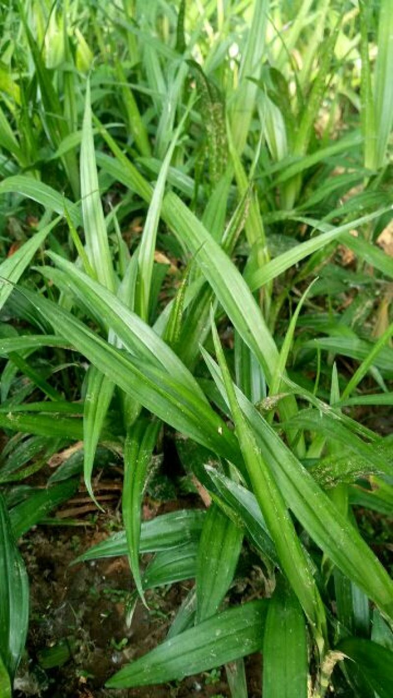 吉祥草地被植物中药材四季常青基地直发可视频看货