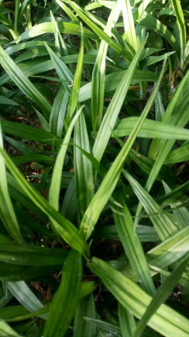 吉祥草地被植物中药材四季常青基地直发可视频看货