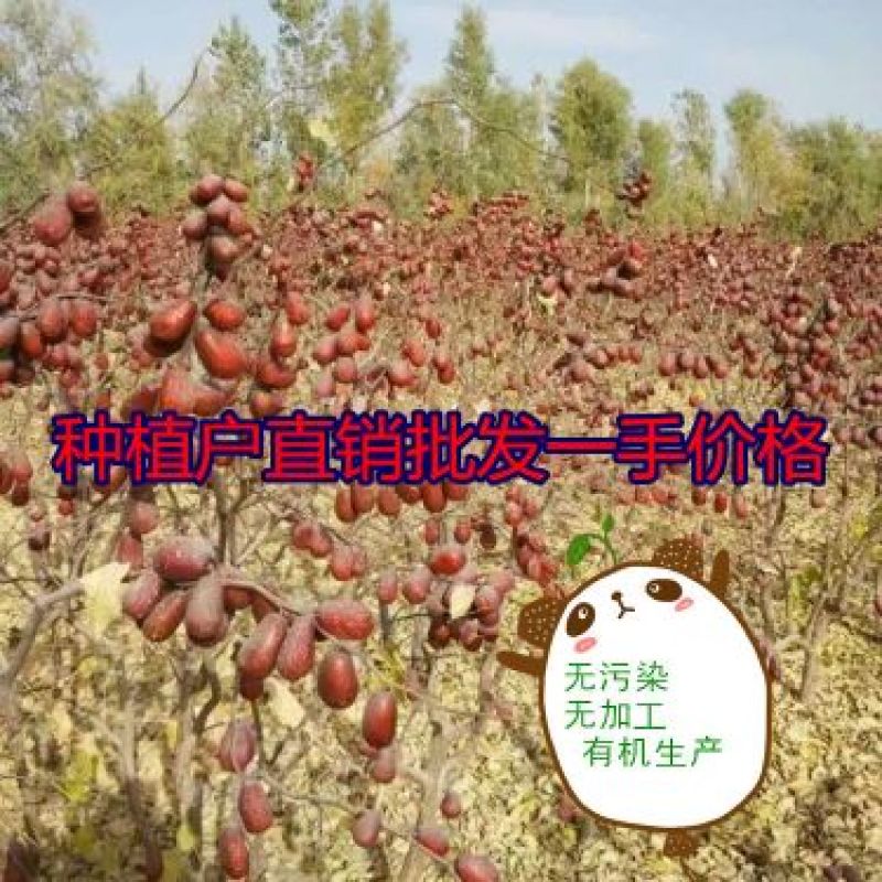 新疆红枣和田大枣厂家供应地摊电商拼多多货源充足