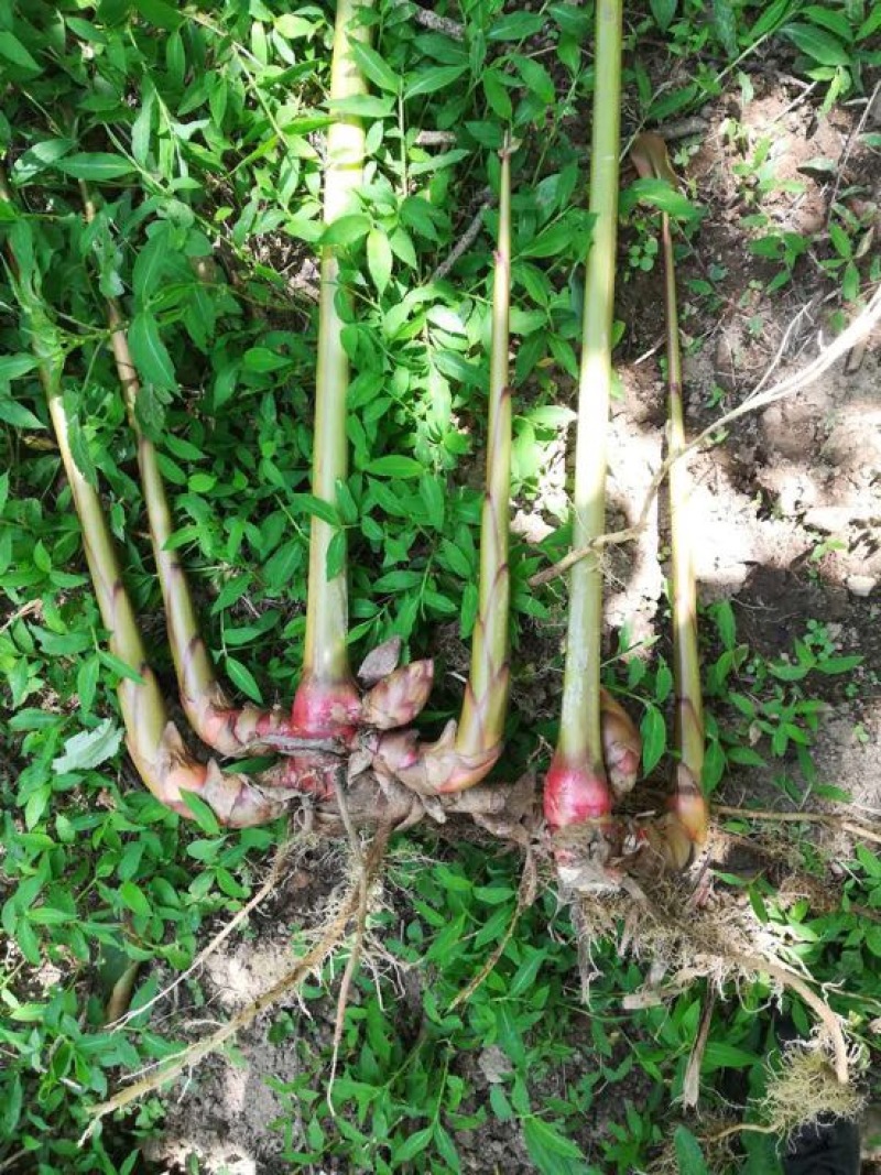 草果苗30~50cm