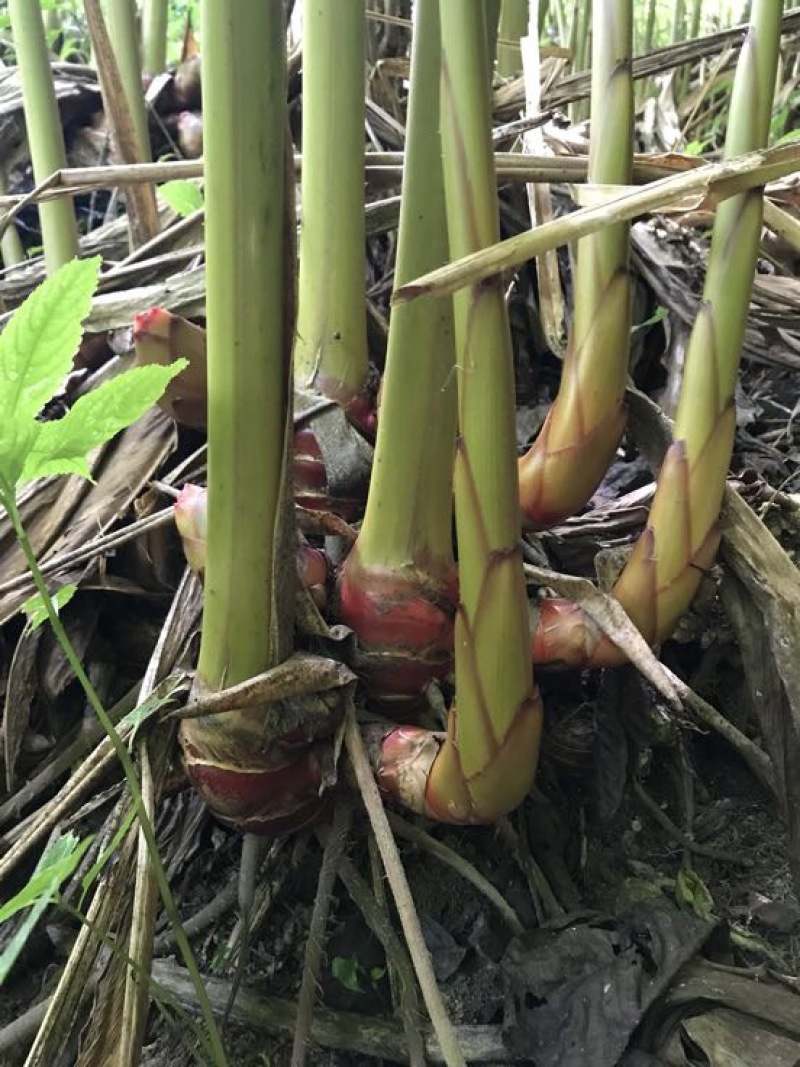 草果苗30~50cm