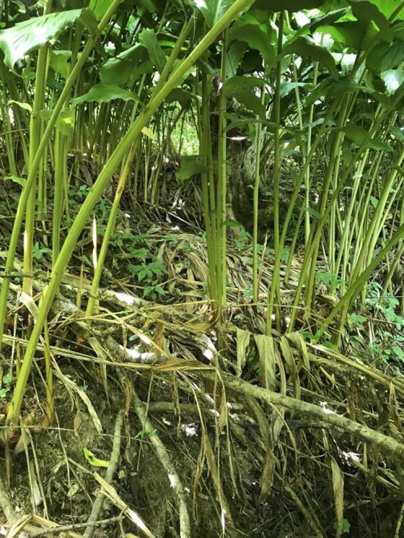 草果苗30~50cm