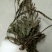 车前草中药材可批发零售