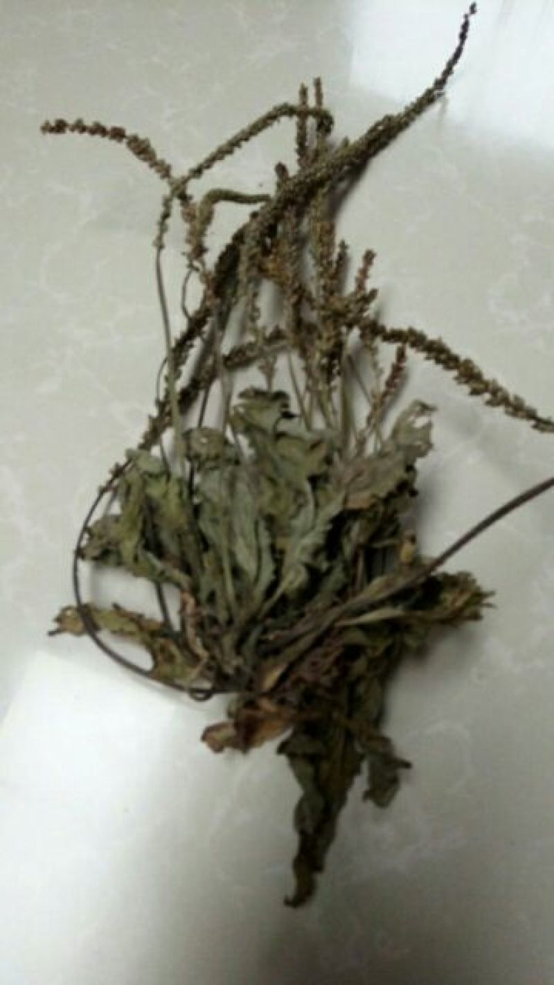 车前草中药材可批发零售