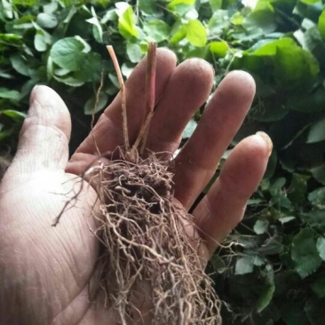 桃心淫羊藿种苗