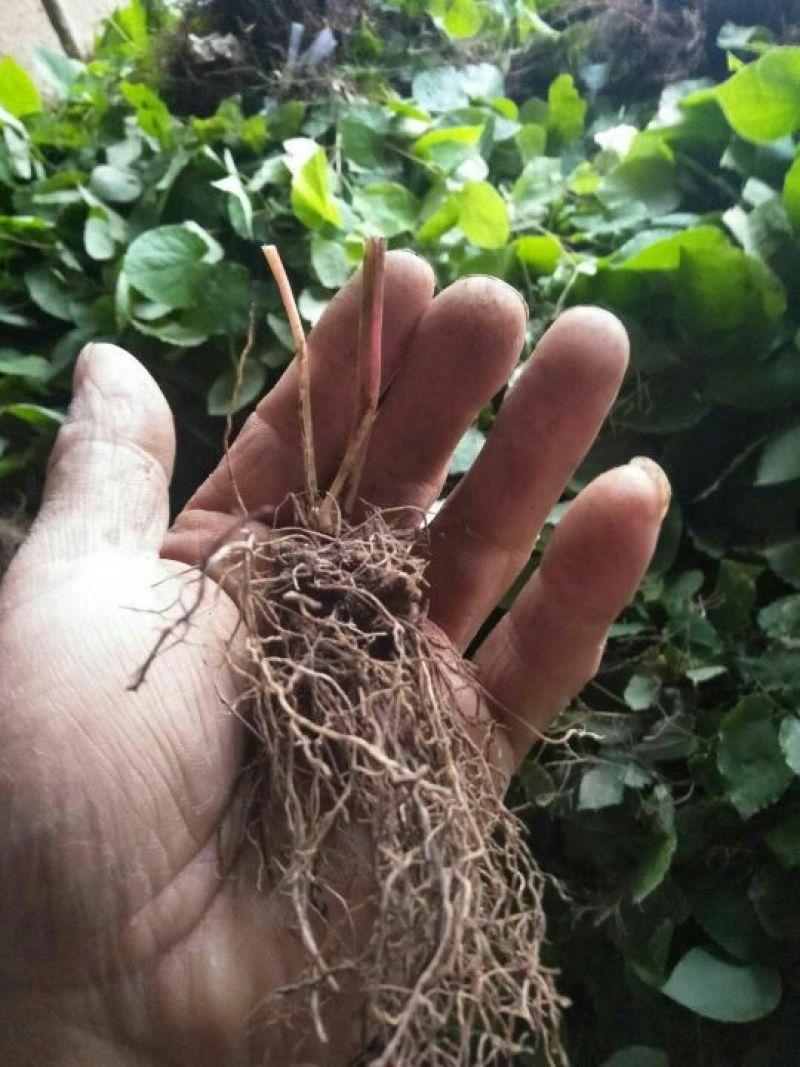 桃心淫羊藿种苗