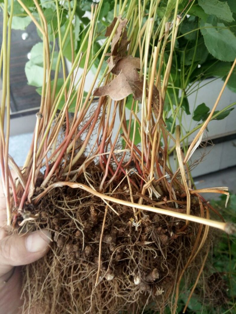 桃心淫羊藿种苗