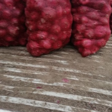 红皮洋葱