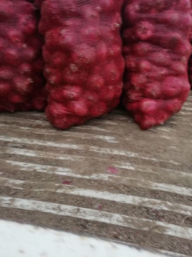 红皮洋葱