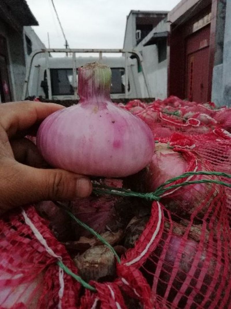 红皮洋葱