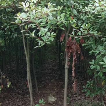 红叶石楠4至6公分