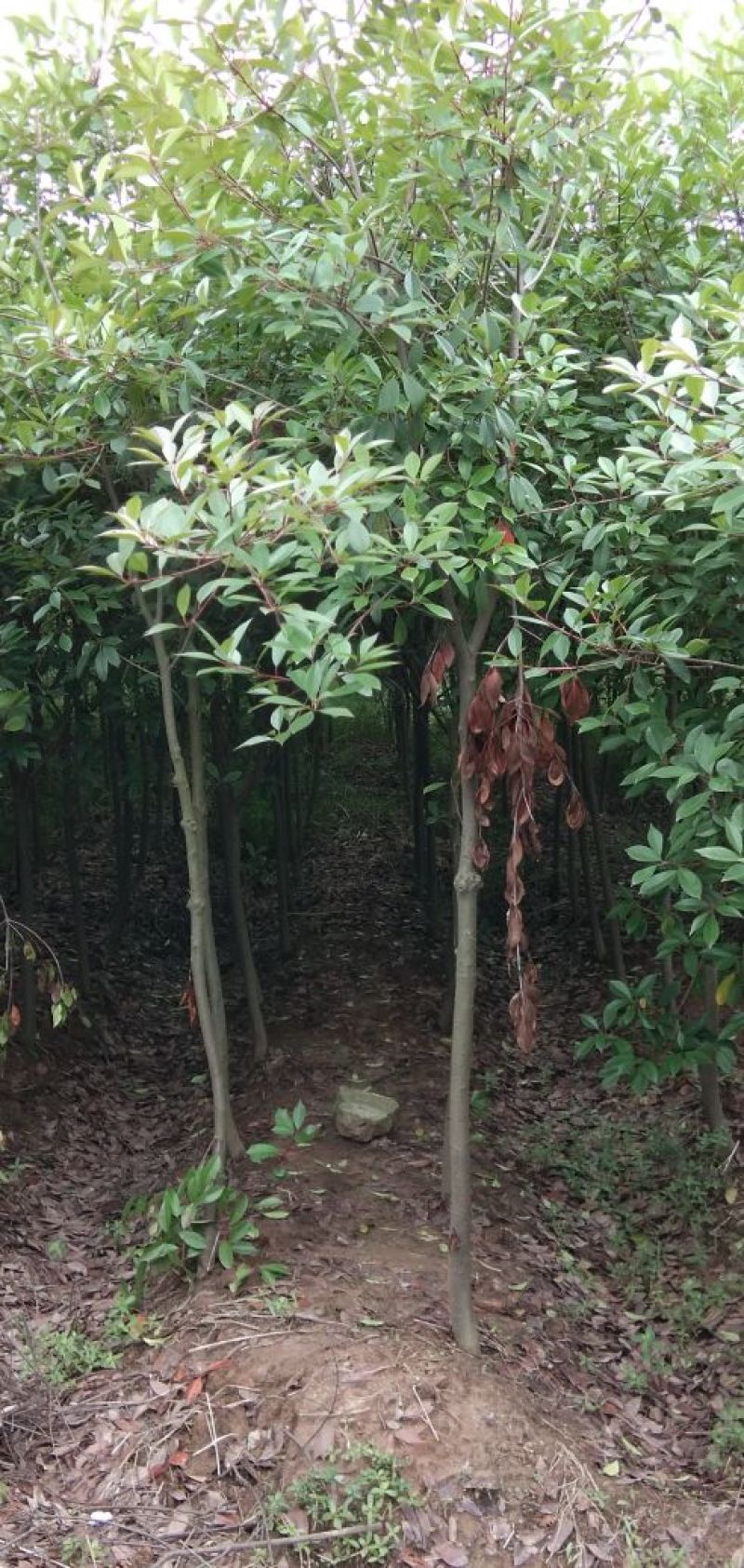 红叶石楠4至6公分