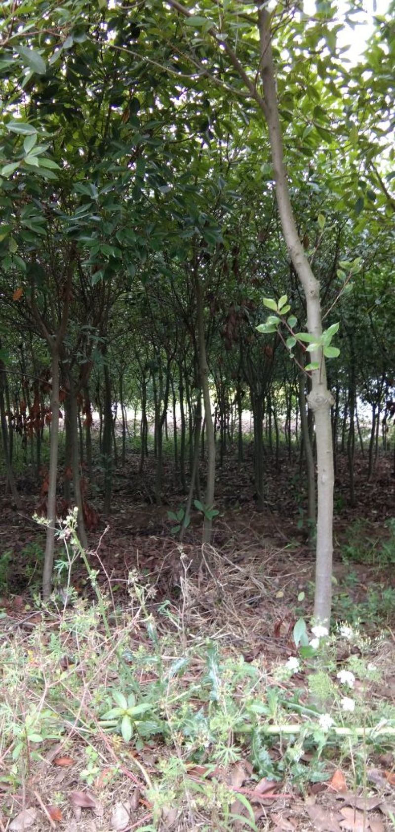 红叶石楠4至6公分