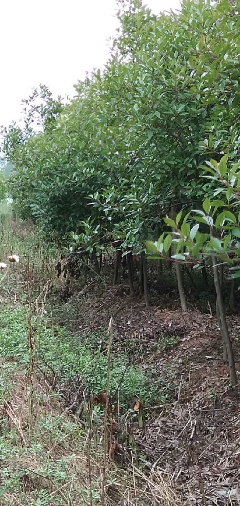 红叶石楠4至6公分
