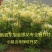 盆景型树形金银花苗四季金银花苗当年开花包成活包技术
