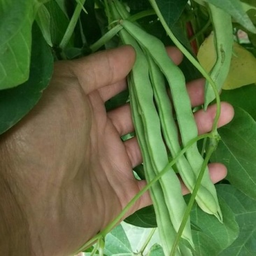双丰架豆15公分以前