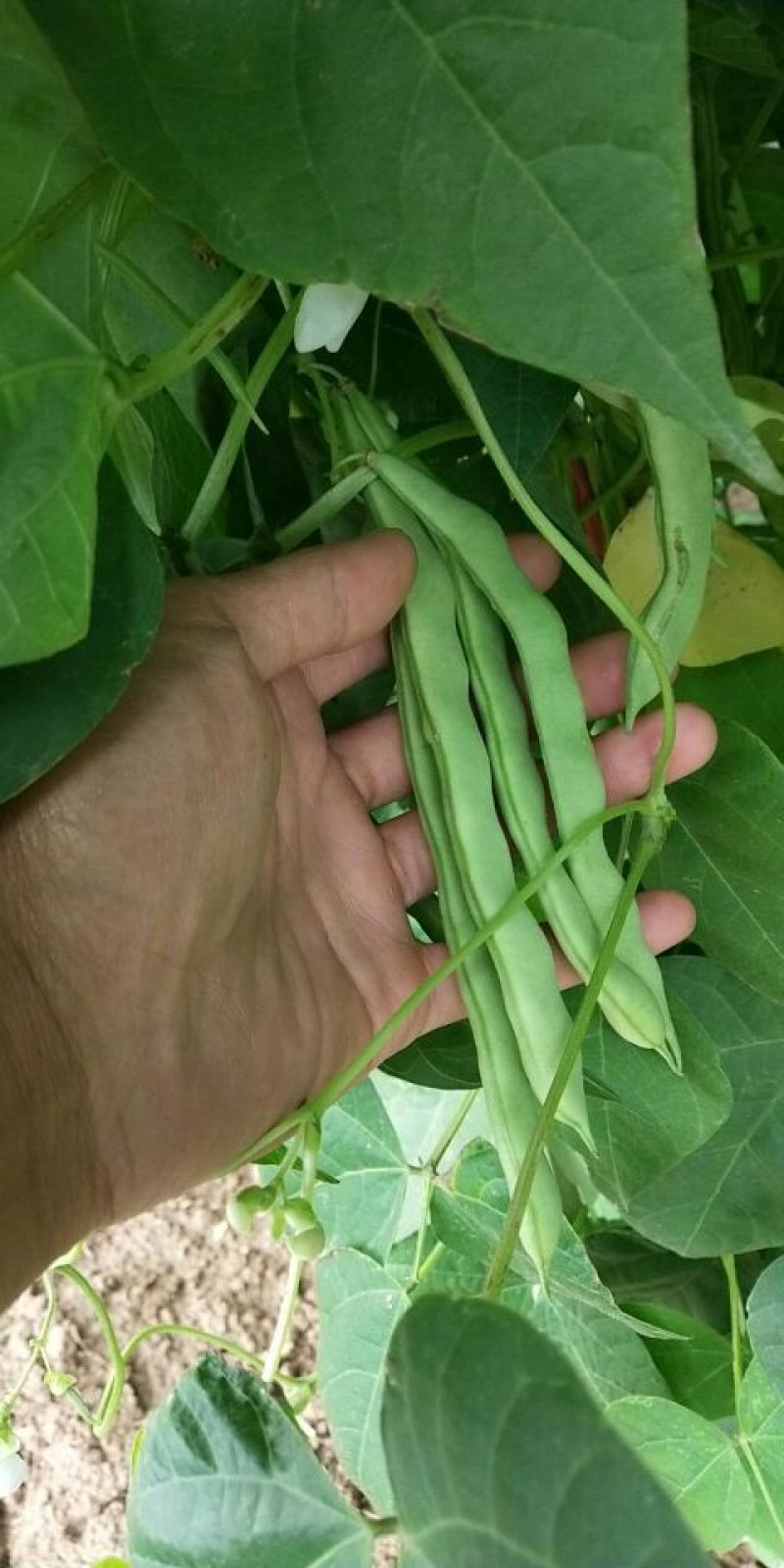 双丰架豆15公分以前