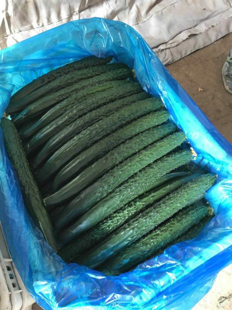 【精选】河北精品黄瓜大量上市顶花带刺自备大型冷库！
