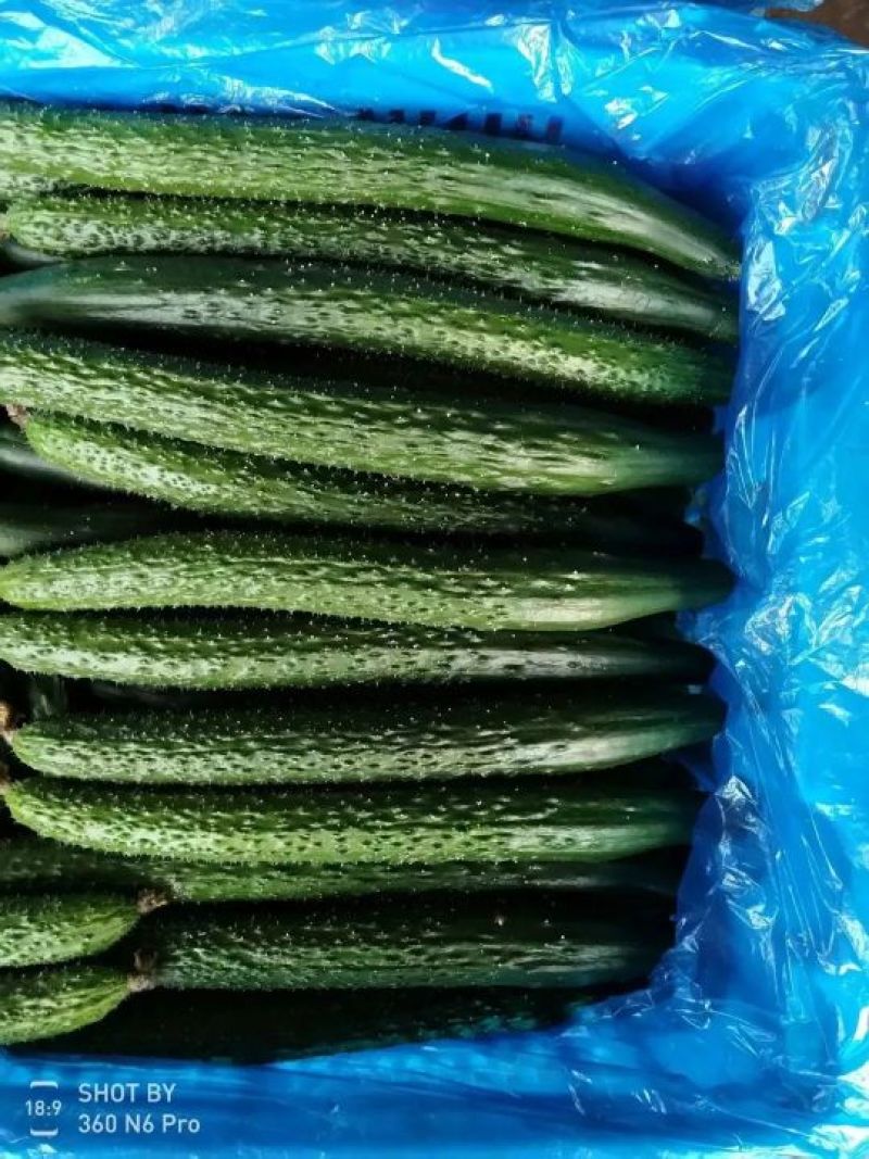 【精选】河北精品黄瓜大量上市顶花带刺自备大型冷库！