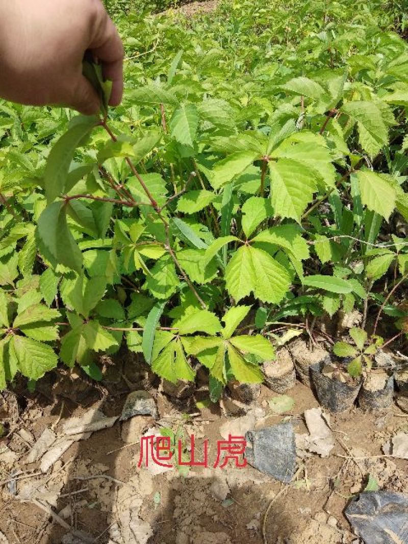 爬山虎五叶地锦爬山虎杯苗产地直销可以看货