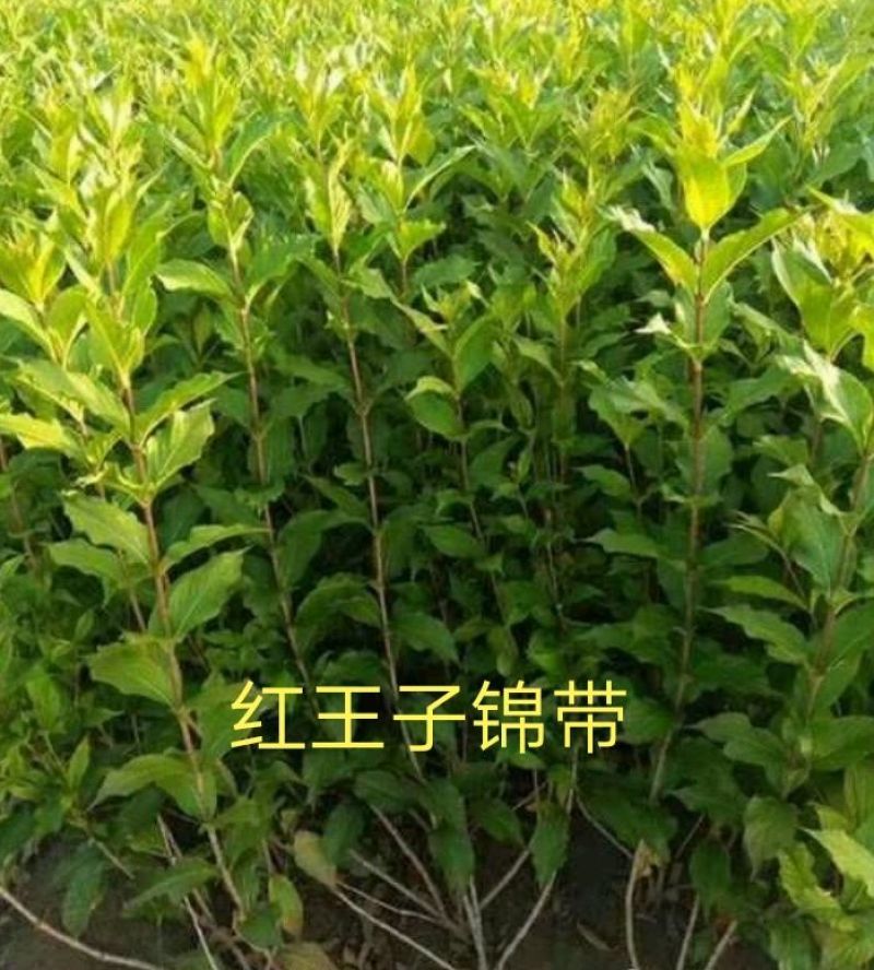 锦带红王子锦带丛生锦带杯苗多分枝80-150厘米高