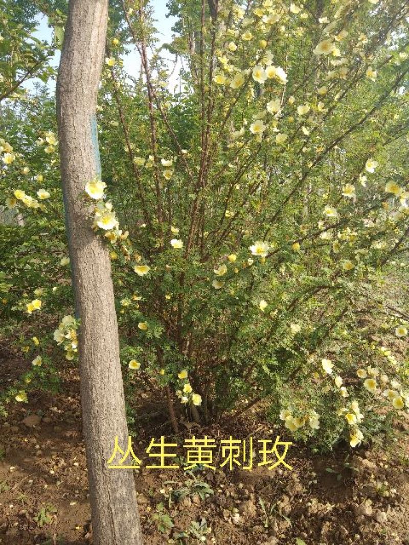 黄刺玫黄刺玫杯苗刺玫产地直销可以看货