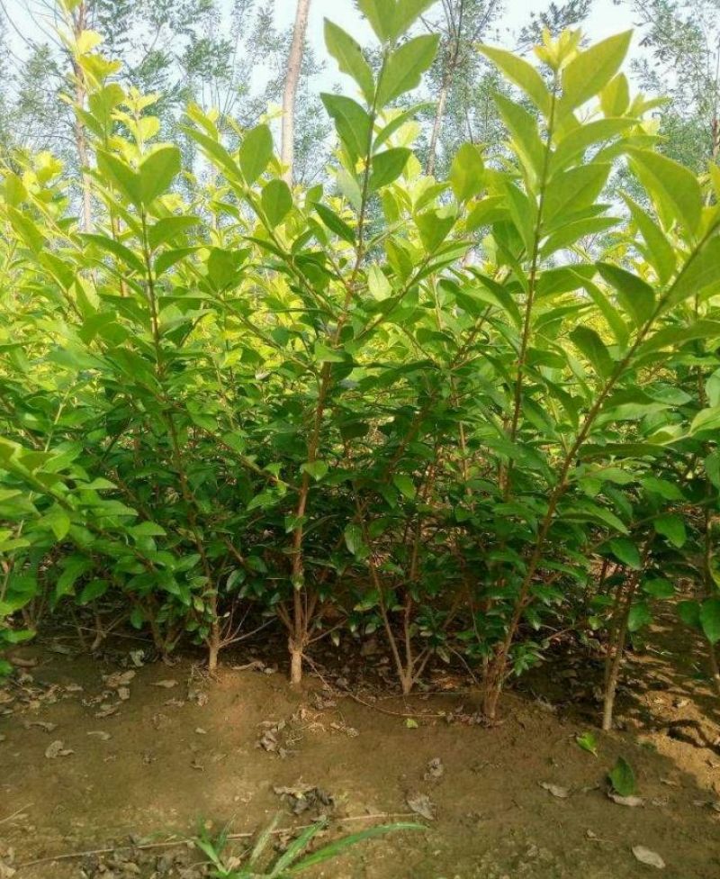 金叶女贞金叶女贞篱50-80厘米产地可以看货