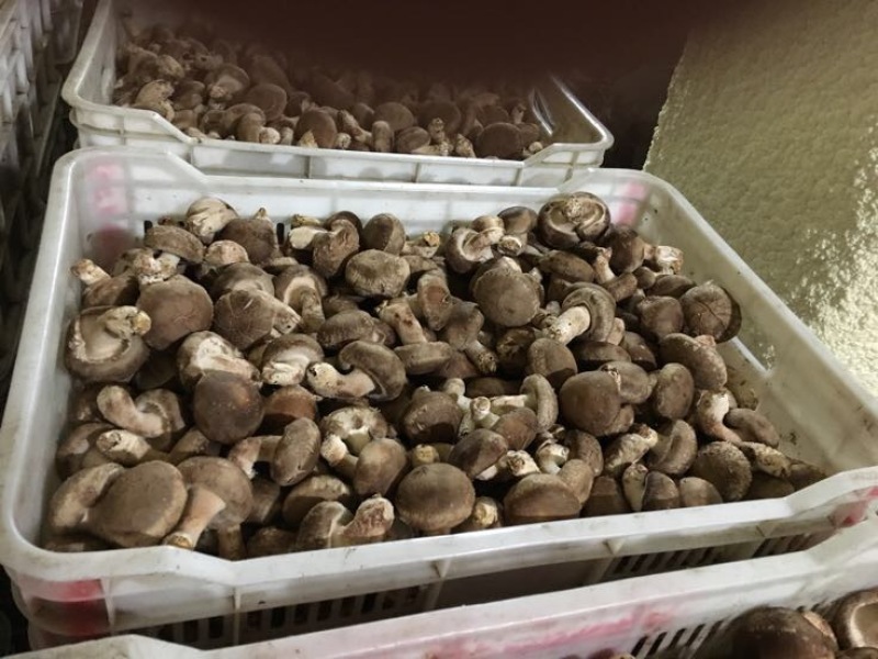 鲜香菇不开伞1%鲜货4~4.5cm