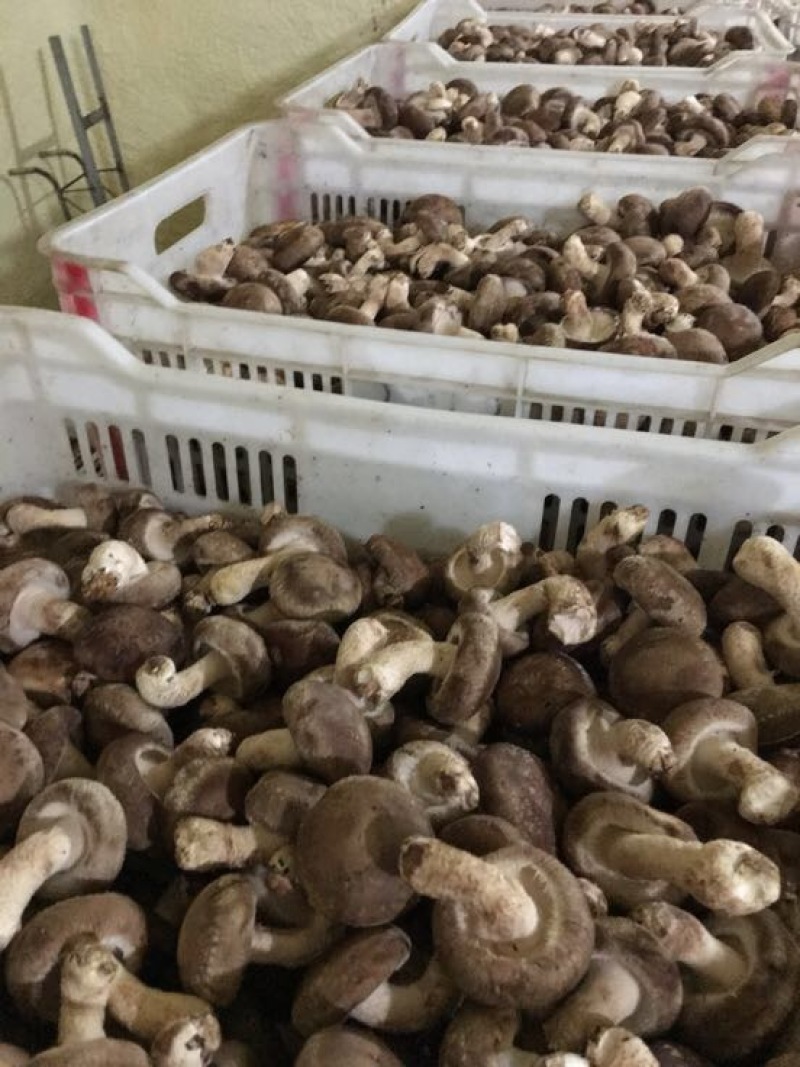 鲜香菇不开伞1%鲜货4~4.5cm