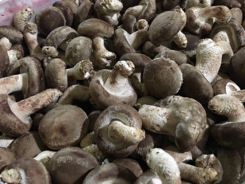 鲜香菇不开伞1%鲜货4~4.5cm