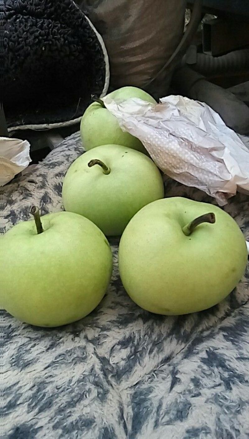 绿宝石梨