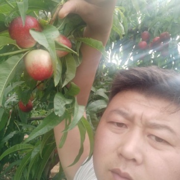 陕西油桃大量上市，品种全，品质高，量大，需要的联系