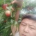 陕西油桃大量上市，品种全，品质高，量大，需要的联系
