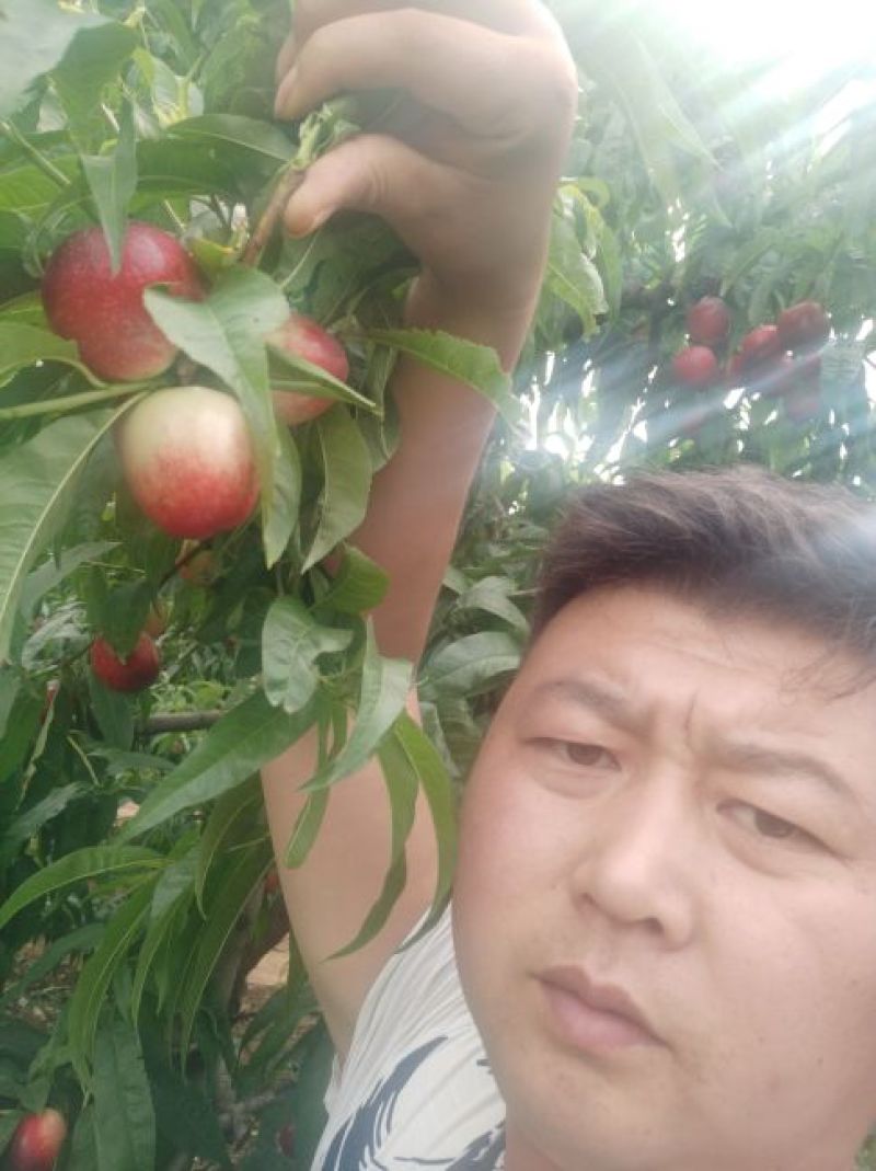 陕西油桃大量上市，品种全，品质高，量大，需要的联系