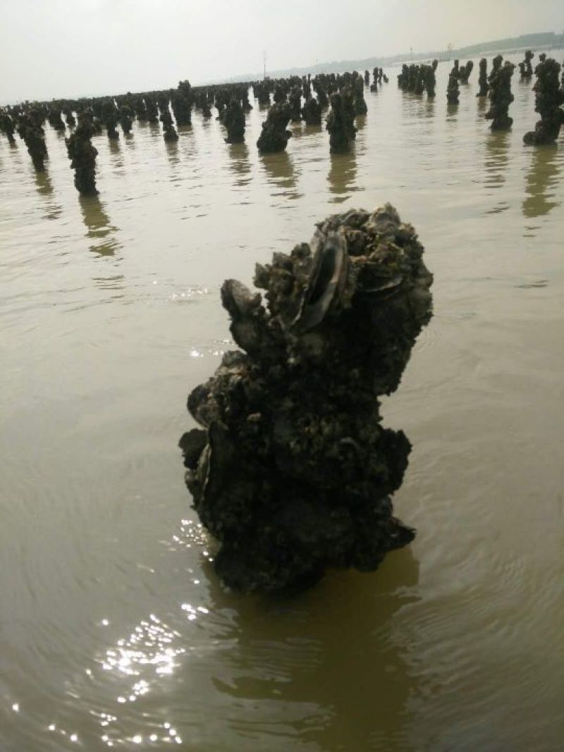 生蚝