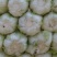 黄心菜，4~6斤