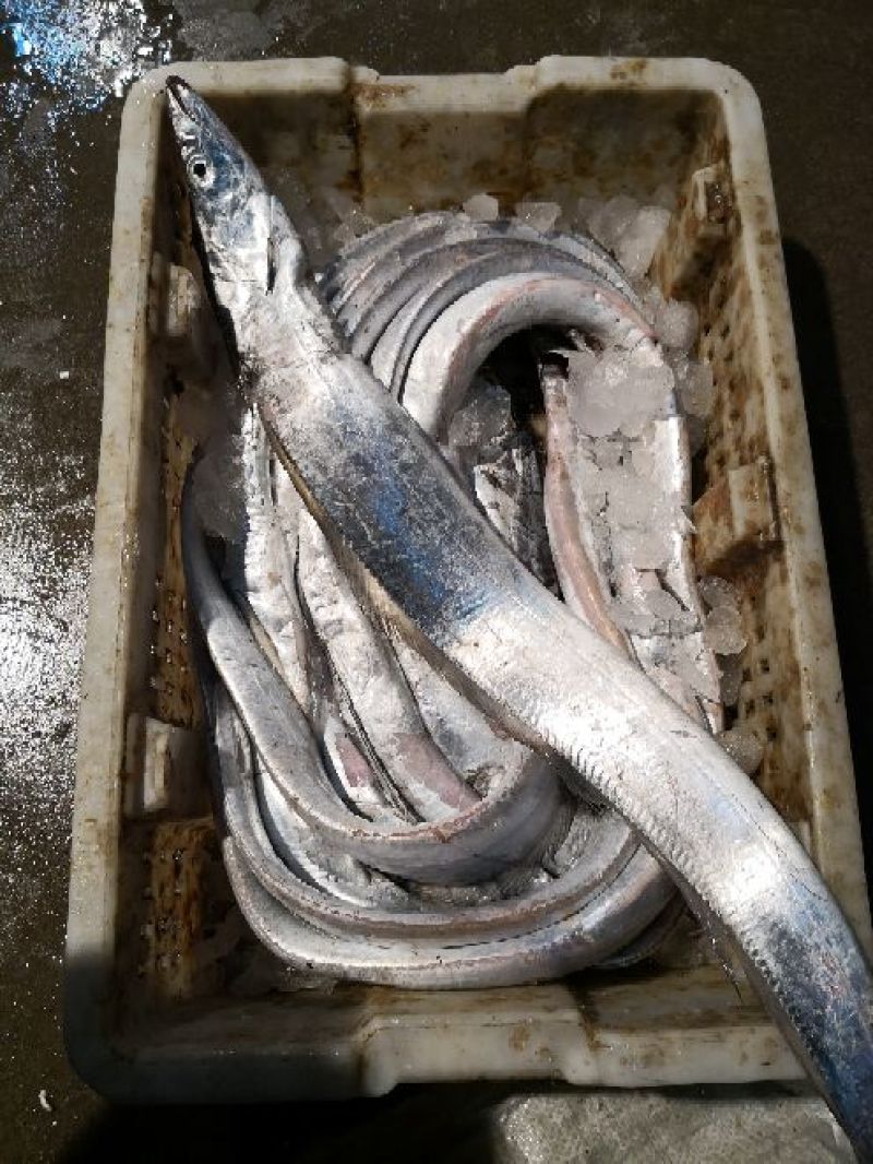 渤海湾刀鱼鲜货