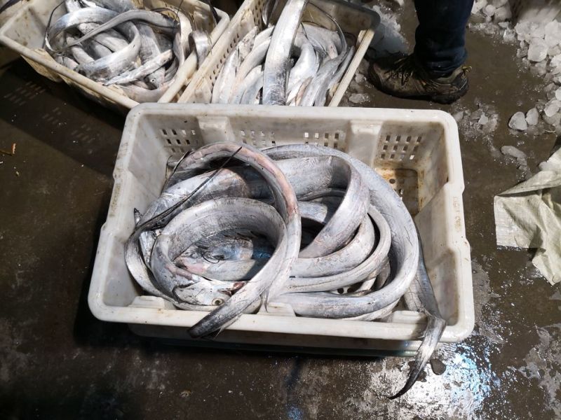 渤海湾刀鱼鲜货