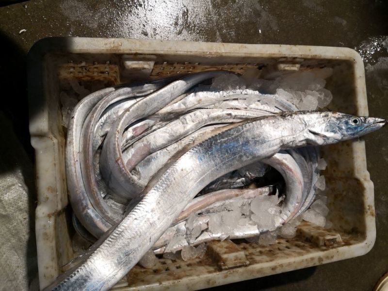 渤海湾刀鱼鲜货