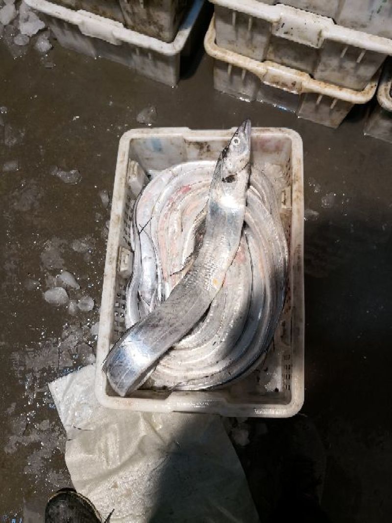 渤海湾刀鱼鲜货