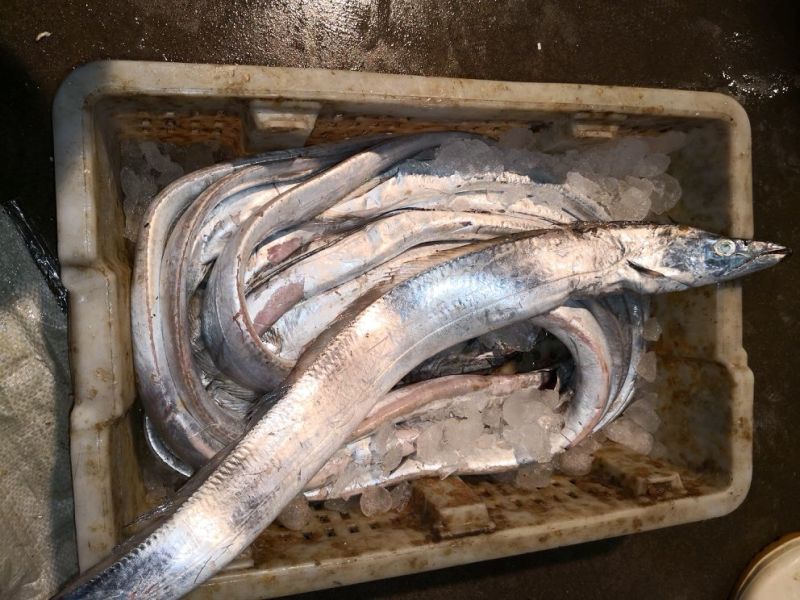 渤海湾刀鱼鲜货