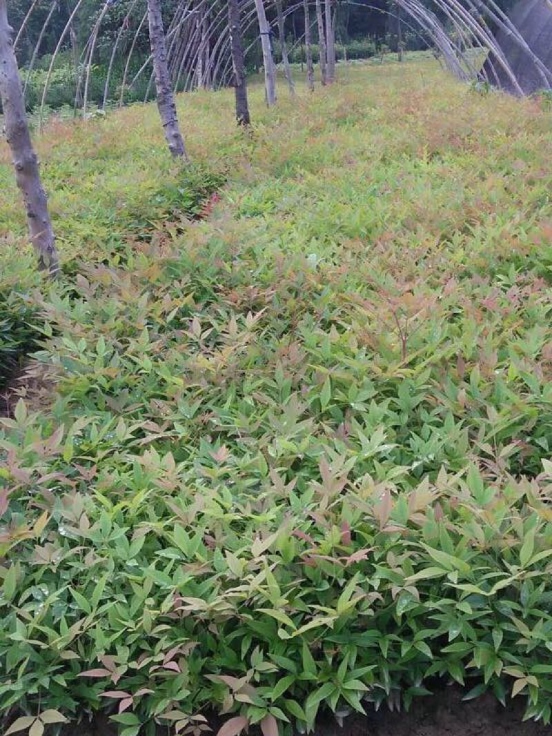 南天竹床苗10公分以上