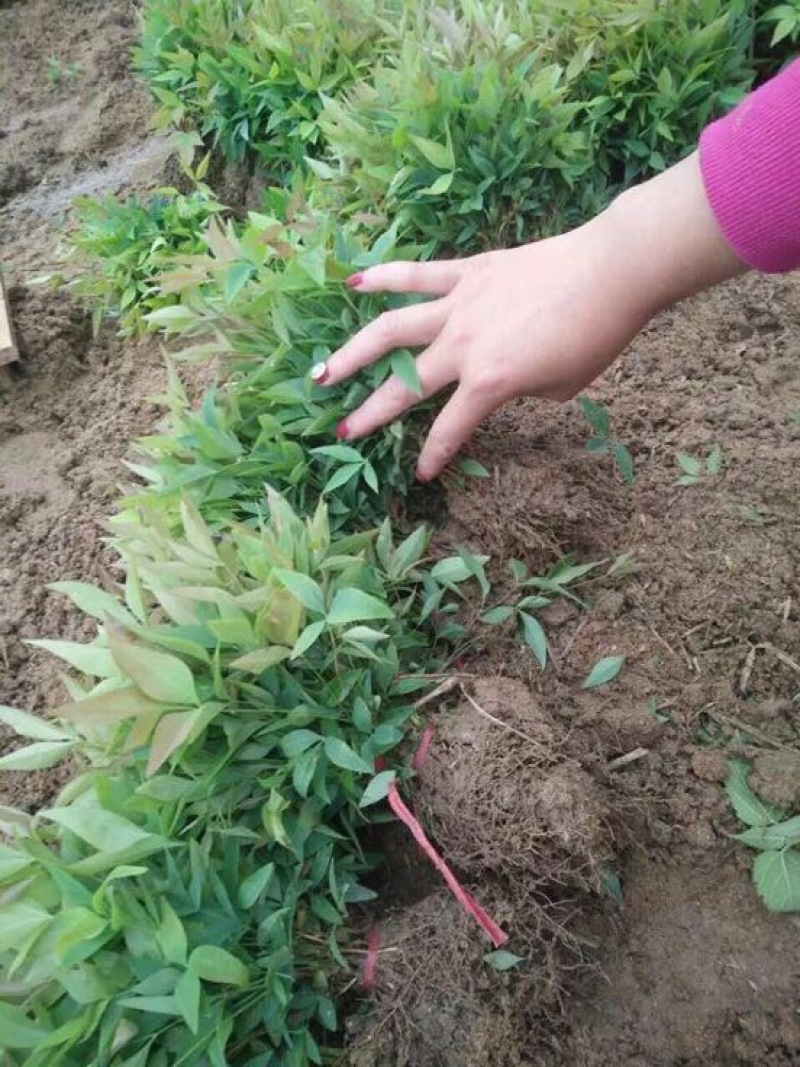 南天竹床苗10公分以上