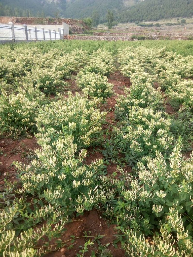 《百花一号金银花苗》现挖现发/签合同包回收/成活率高