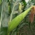 花甜糯玉米糯玉米彩糯玉米花糯彩糯玉米