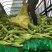 花甜糯玉米糯玉米彩糯玉米花糯彩糯玉米