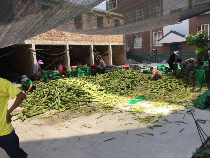 花甜糯玉米糯玉米彩糯玉米花糯彩糯玉米